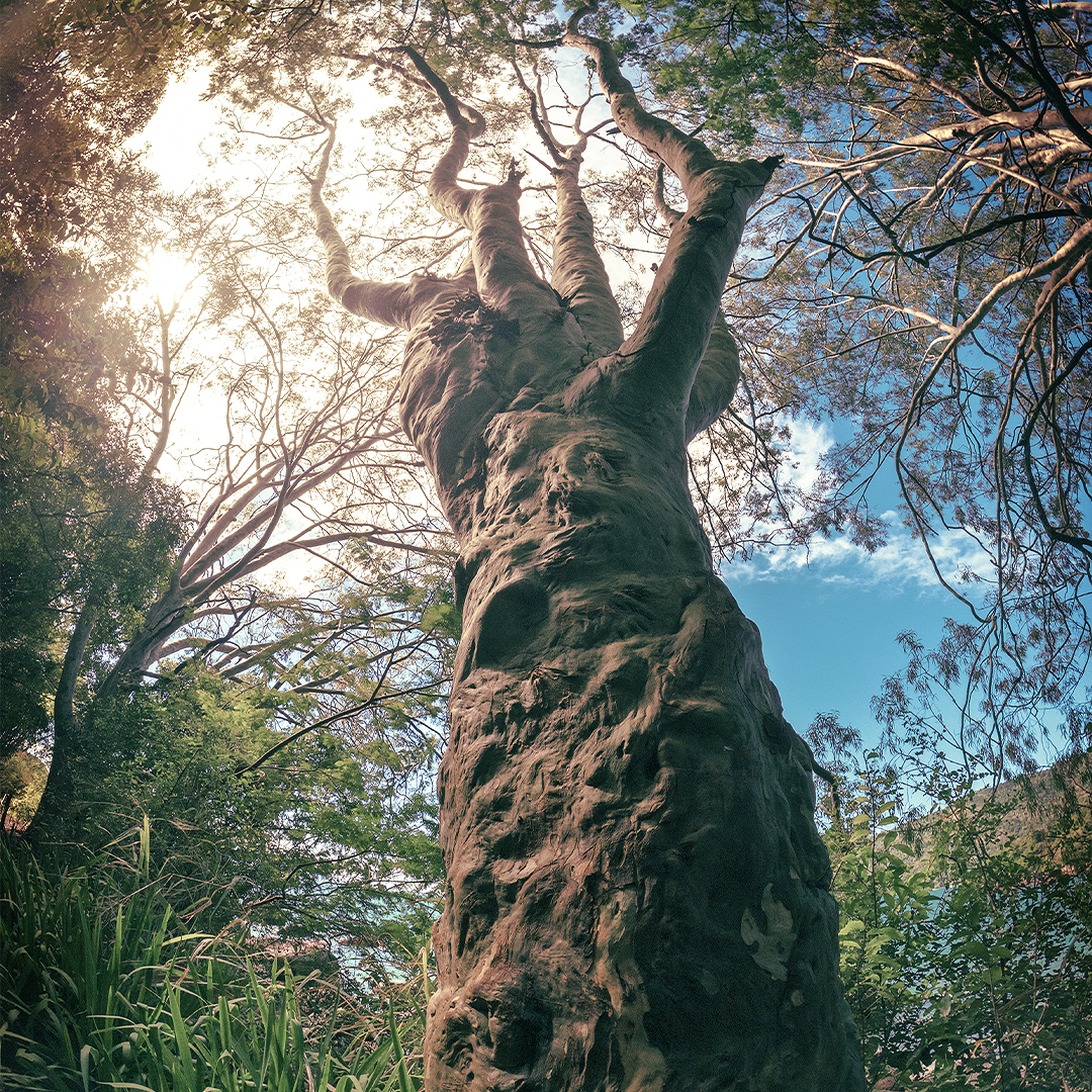 copyright laurent buffo